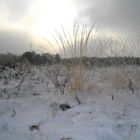 Winter grass