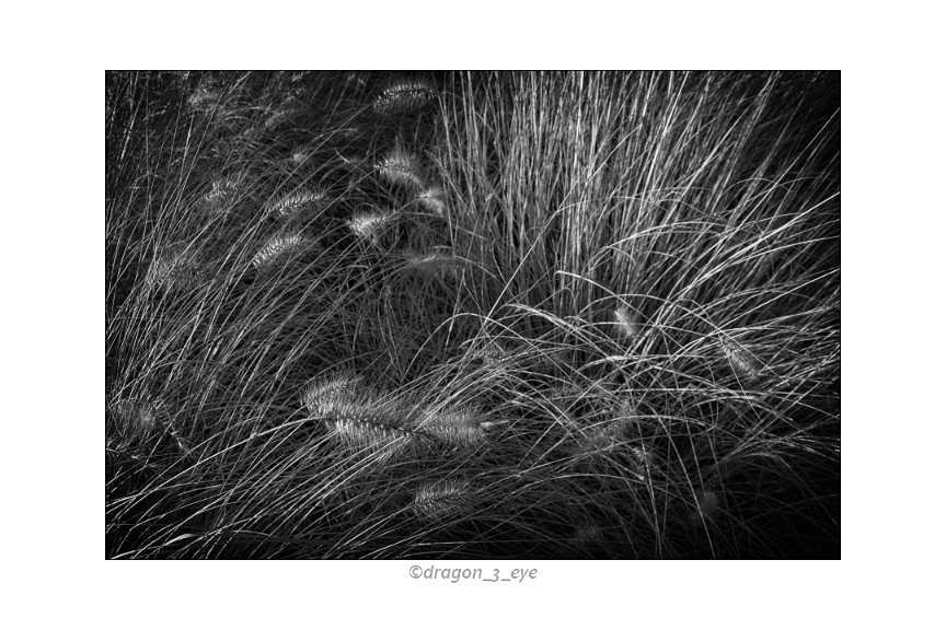 Winter Grass 