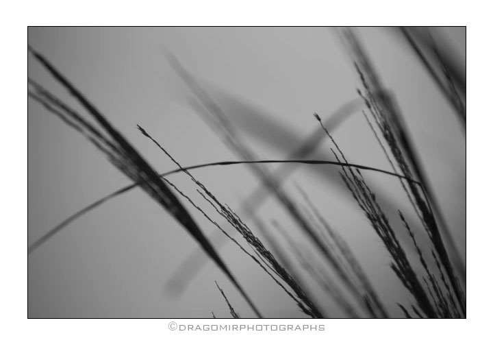 Winter Grass 8