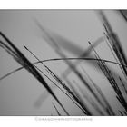 Winter Grass 8