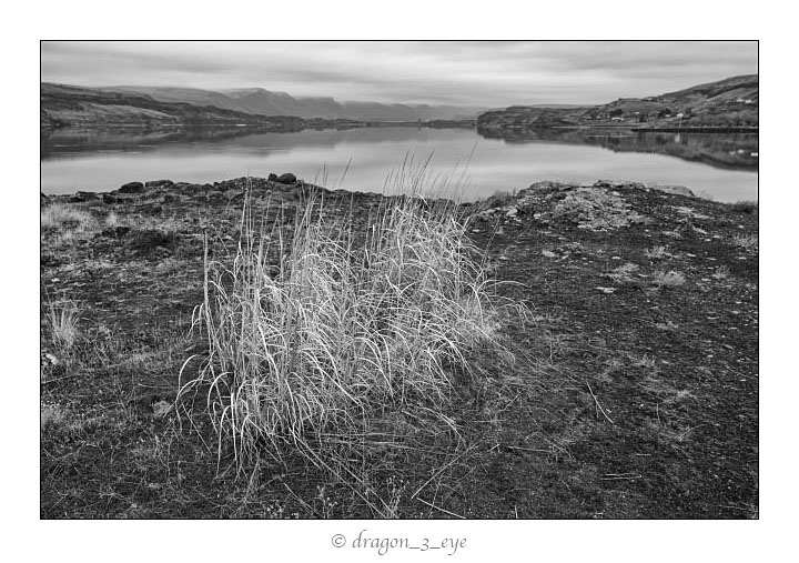 Winter Grass 