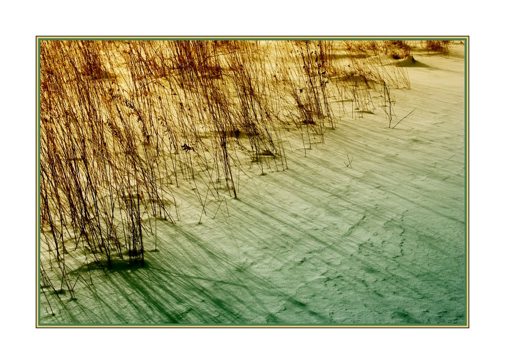 Winter Grasses