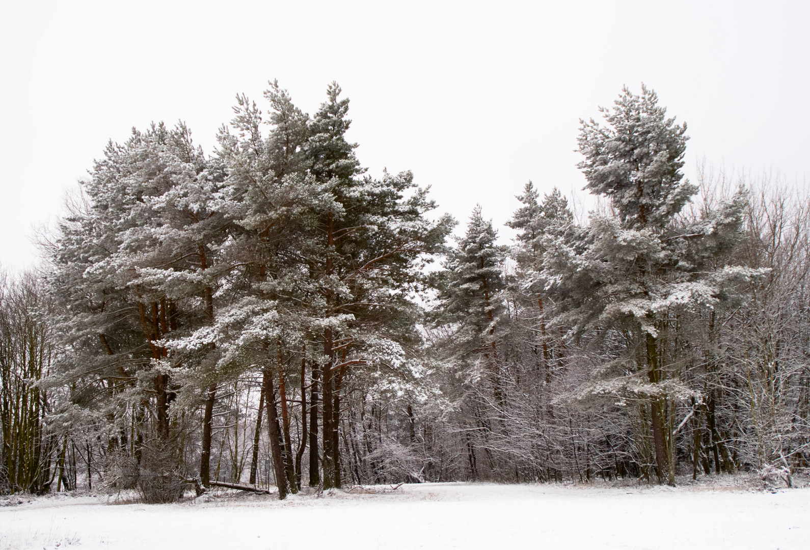 Winter, grau-weiß 1