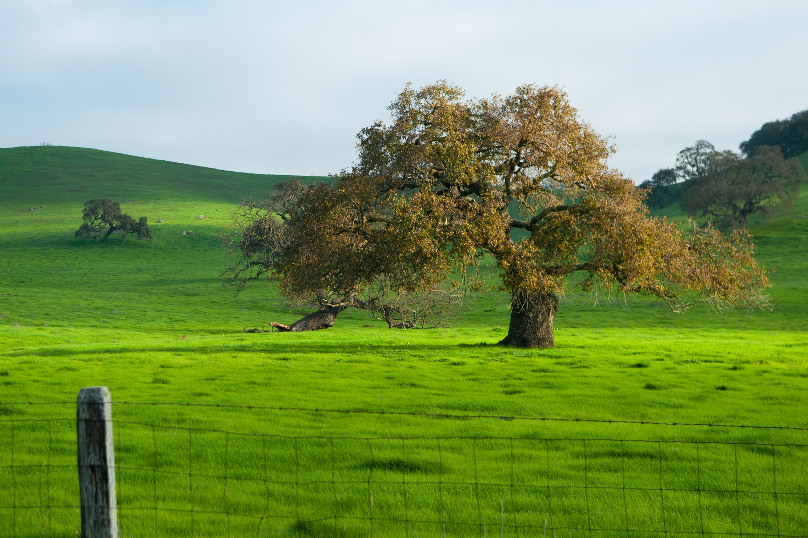 Winter Green