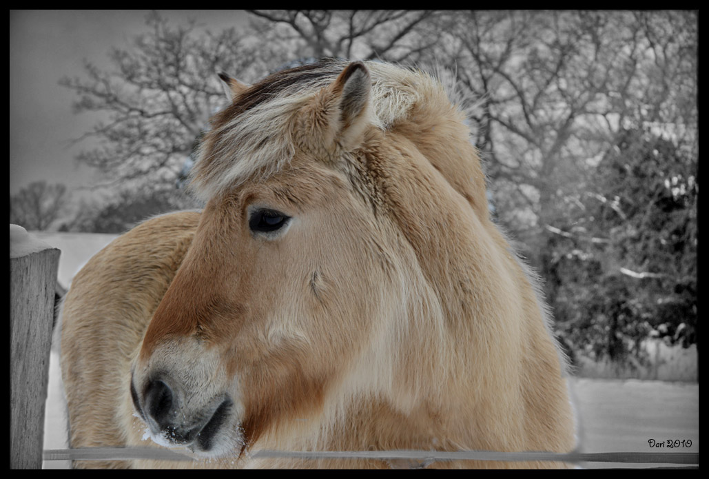 Winter Haar