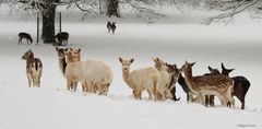 Winter hält Einzug im..........