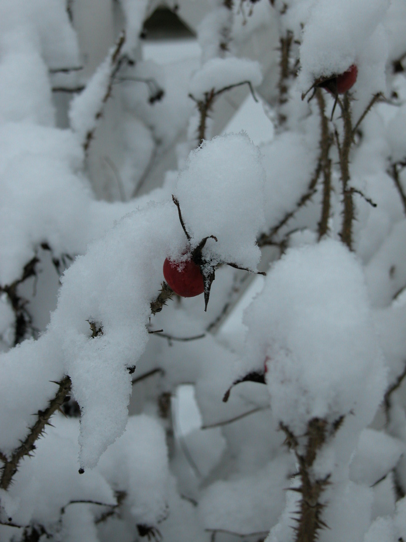 Winter-Hagebutte