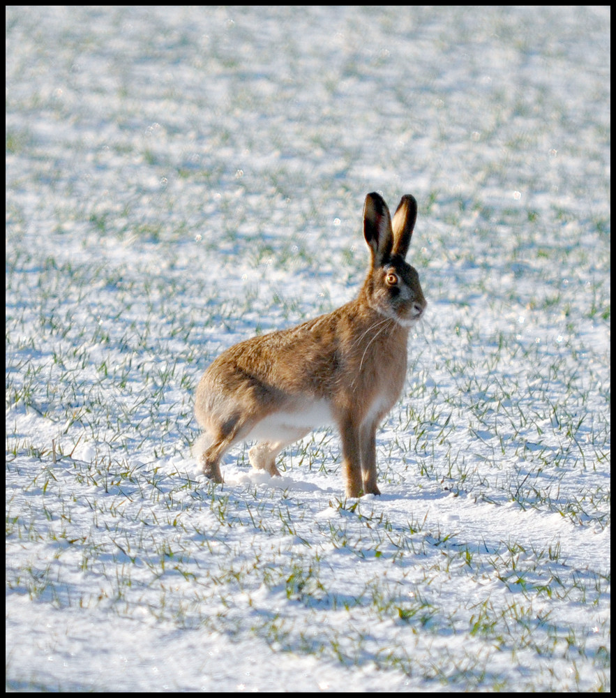 Winter Hare by ANDREW HUTCHISON 