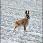 Winter Hare