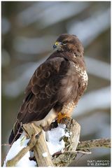 - Winter harte Zeit für die Vögel -