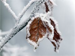 Winter hat viele Gesichter