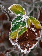 Winter hat viele Gesichter