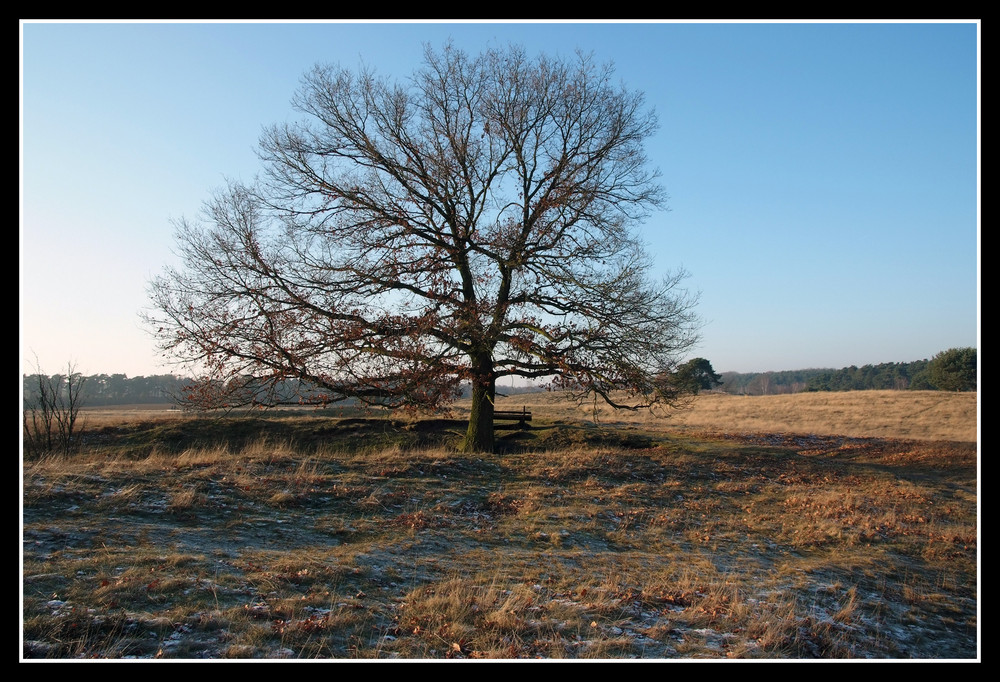 Winter-Heide