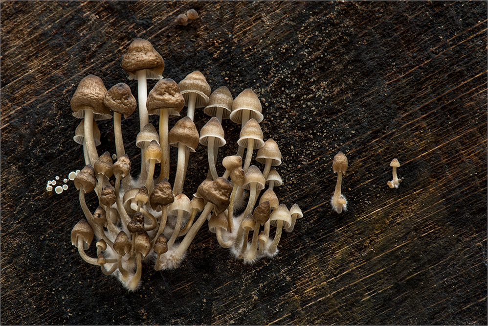 Winter-Helmling (Mycena tintinabulum)