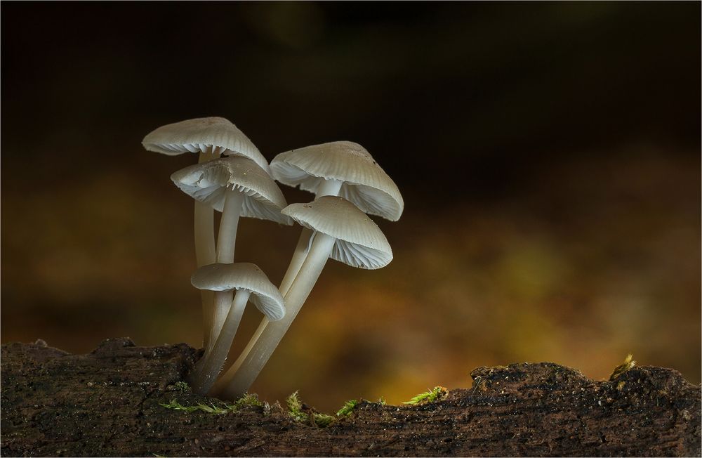 Winter-Helmling (Mycena tintinabulum)