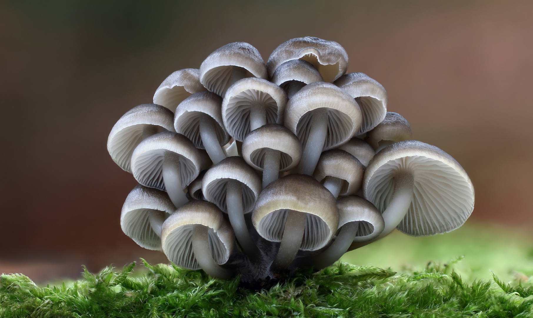 Winter-Helmling  (Mycena tintinnabulum)