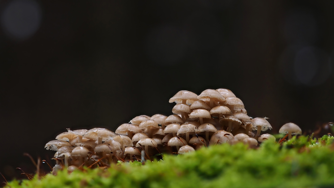 Winter-Helmling,  Mycena tintinnabulum  