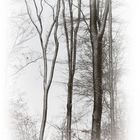 Winter, heute im Wald