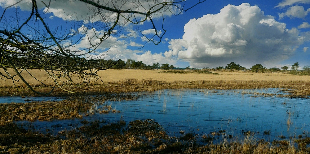 Winter hike on the heathland (10)