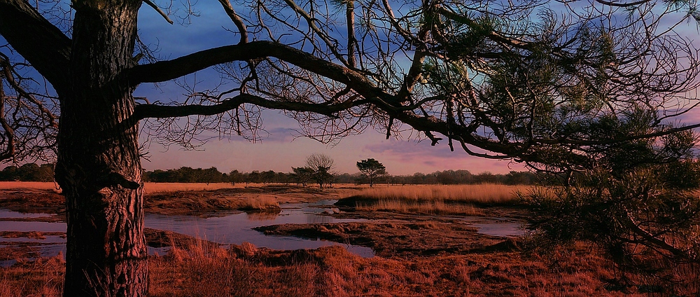 Winter hike on the heathland (12)