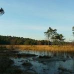 Winter hike on the heathland (2)