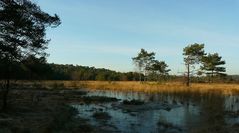 Winter hike on the heathland (2)