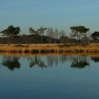 Winter hike on the heathland (3)