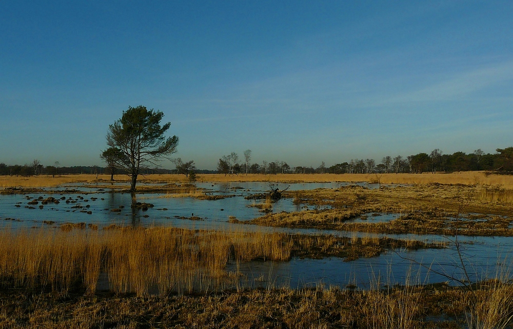 Winter hike on the heathland (4)