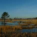 Winter hike on the heathland (4)