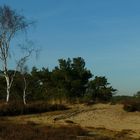 Winter hike on the heathland (5)