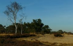 Winter hike on the heathland (5)