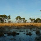 Winter hike on the heathland (6)