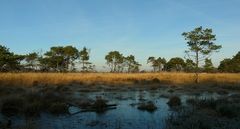 Winter hike on the heathland (6)