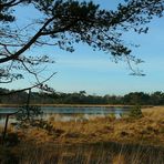 Winter hike on the heathland (7)