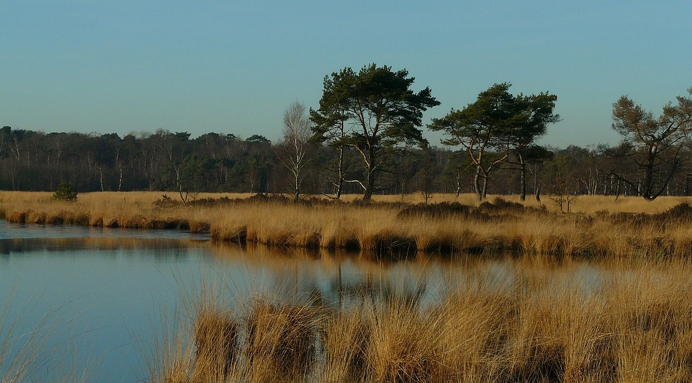 Winter hike on the heathland (8)