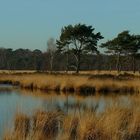 Winter hike on the heathland (8)