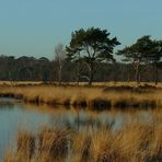 Winter hike on the heathland (8)