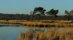 Winter hike on the heathland (8)