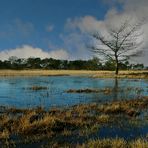 Winter hike on the heathland (9)