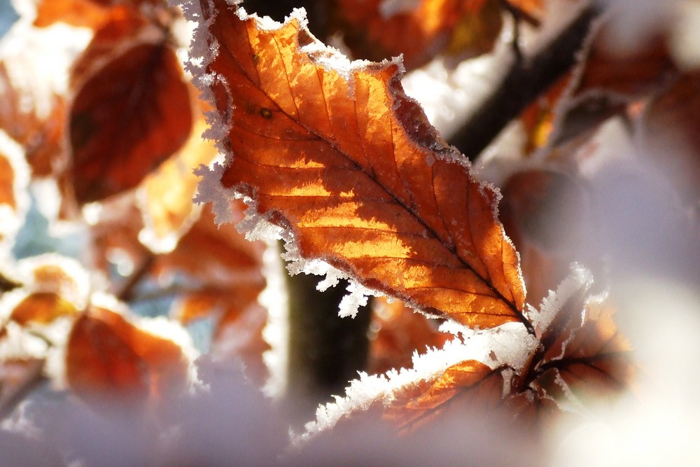 winter Hillegom, Holland