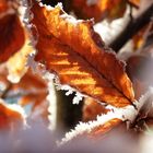 winter Hillegom, Holland