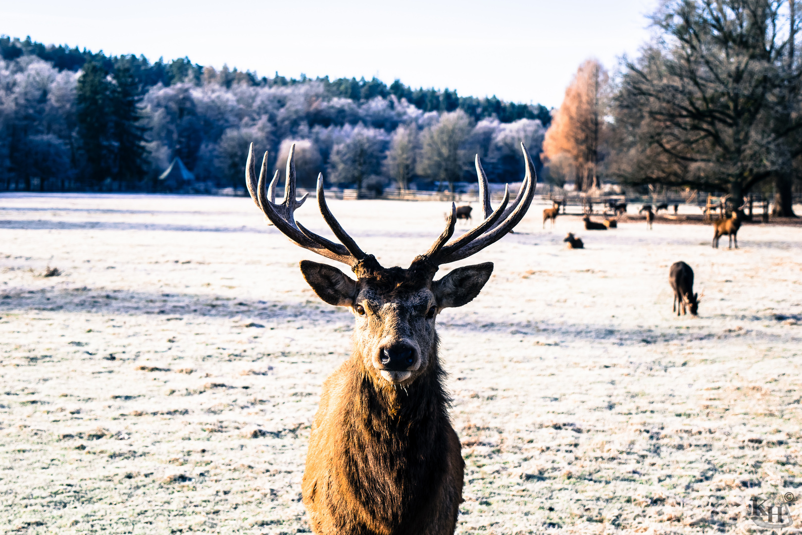 Winter-Hirsch