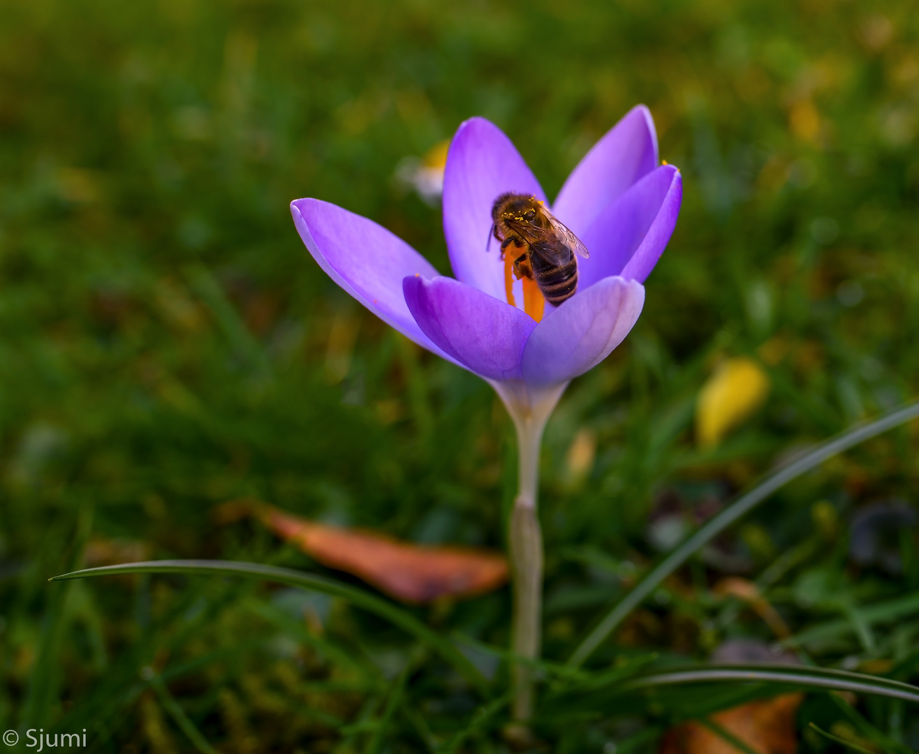 Winter honeybee...