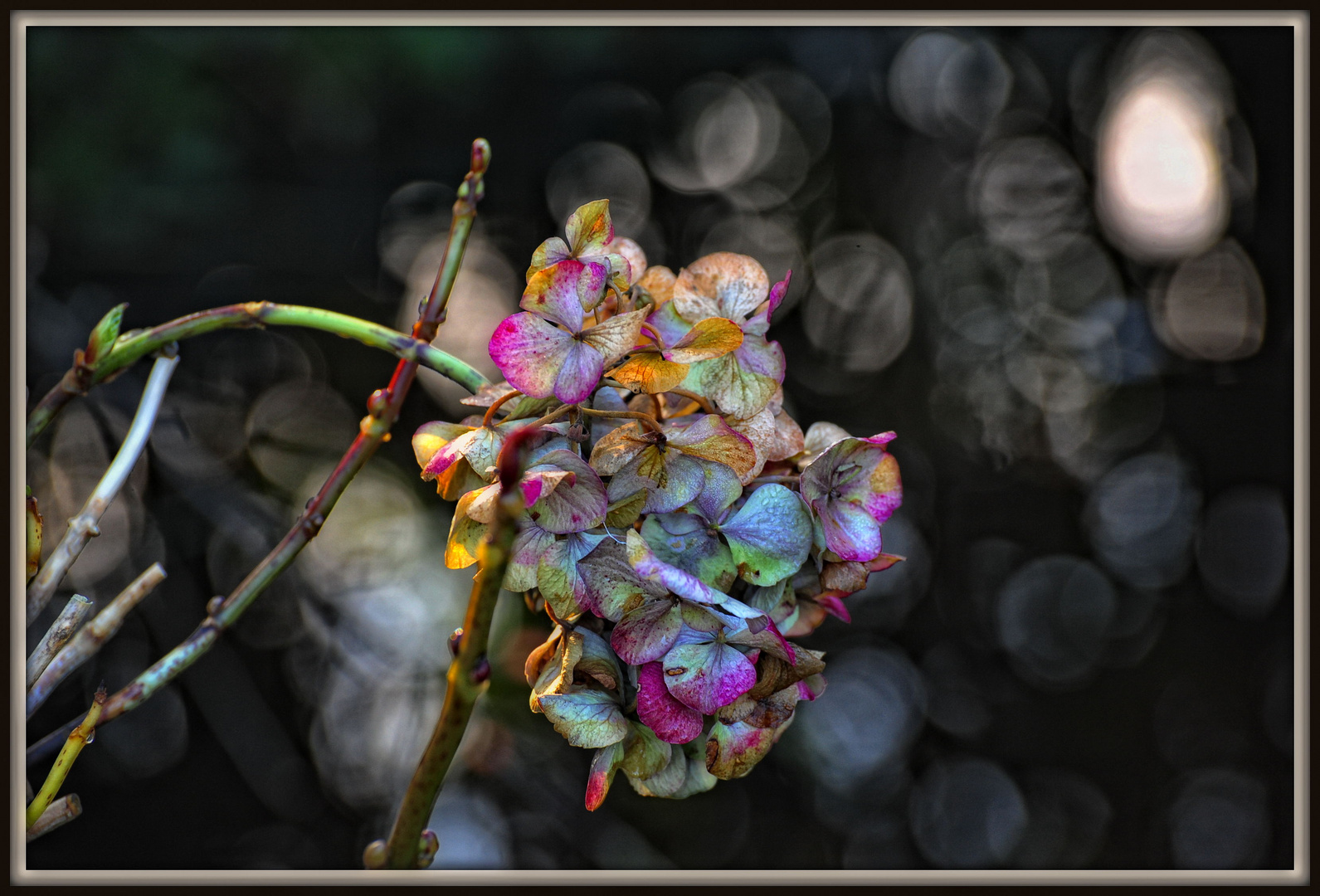 Winter-Hortensie