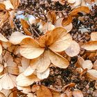 Winter Hydrangea 