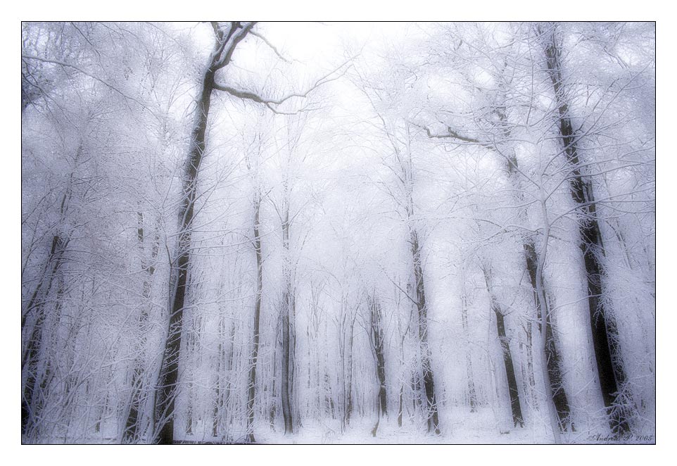 ...::: Winter II :::...