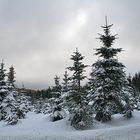 Winter im Alenberger Forst in ca. 800 m Höhe bei -5 Grad