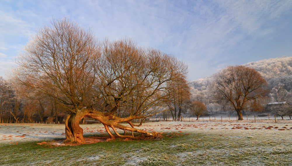 *Winter im Alftal*