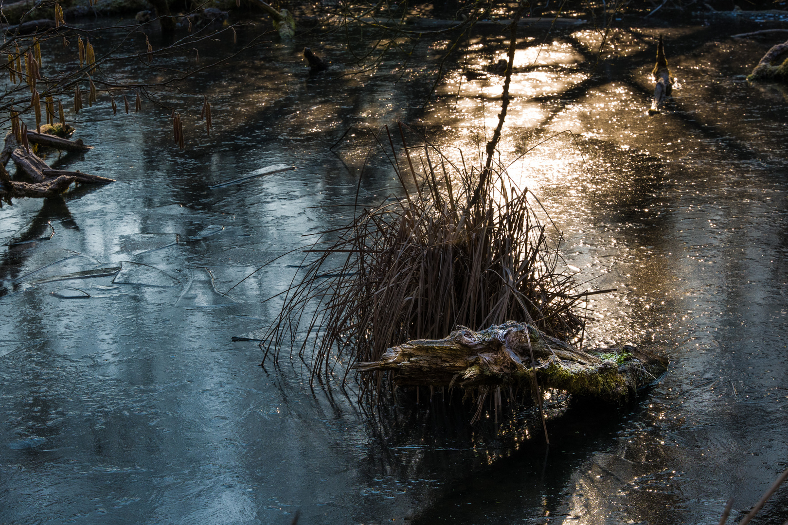 Winter im Auenwald