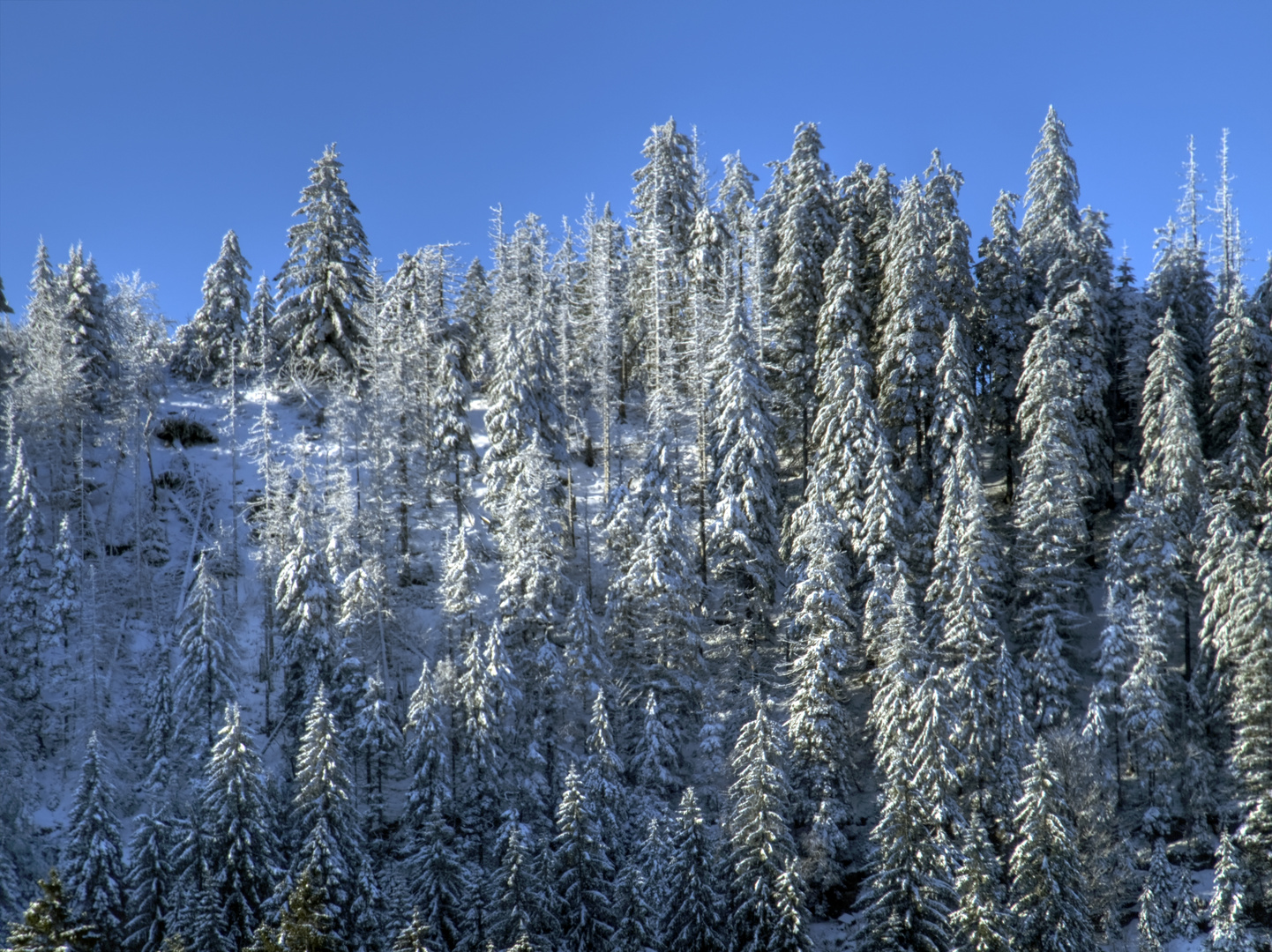 Winter im Auerhahnenwald - l'hiver dans la forêt du coq de bruyère